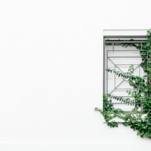 green leaves on window