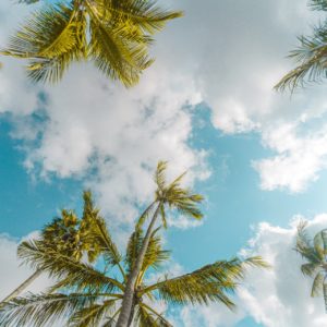 low angle photo of a tall palm trees